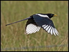 Click here to enter gallery and see photos/pictures/images of Yellow-billed Magpie