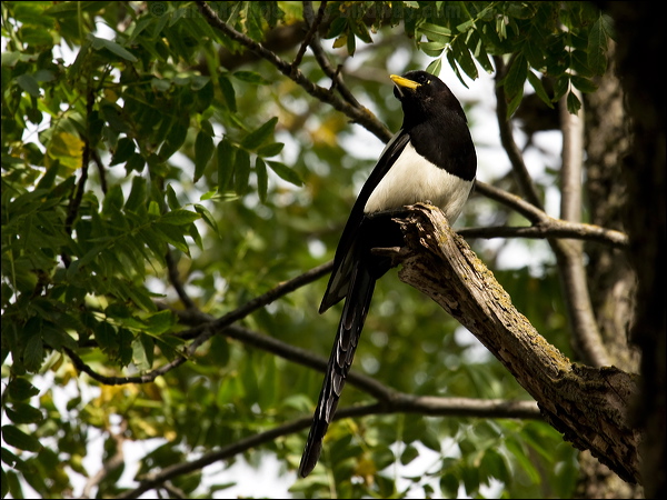 Yellow-billed Magpie yellow_billed_magpie_67345.jpg