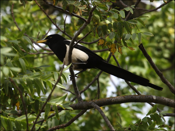 Yellow-billed Magpie yellow_billed_magpie_67349.psd