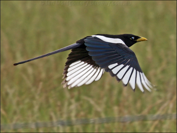Yellow-billed Magpie yellow_billed_magpie_67366.psd