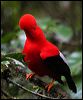 andean_cockoftherock_25481