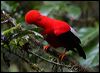 andean_cockoftherock_25482