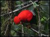 andean_cockoftherock_25500