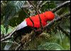 andean_cockoftherock_25515