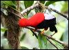 andean_cockoftherock_25532