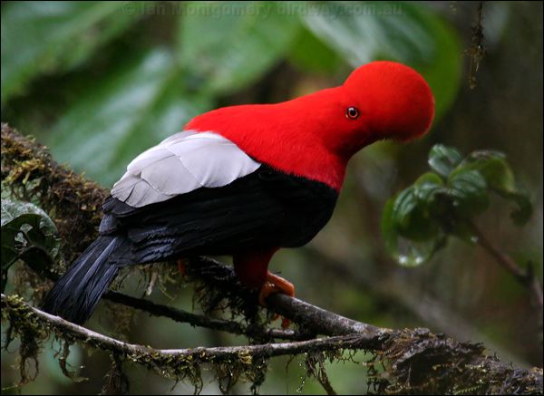 Andean Cock-of-the-rock andean_cockoftherock_25476.psd