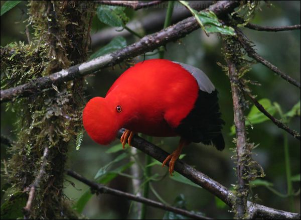 Andean Cock-of-the-rock andean_cockoftherock_25500.psd