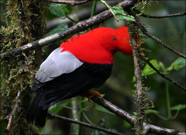 Andean Cock-of-the-rock andean_cockoftherock_25509.psd