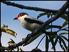 Click here to enter gallery and see photos/pictures/images of Black-tailed Tityra