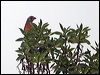 Click here to enter gallery and see photos of Rufous-tailed Plantcutter