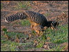 bare_faced_curassow_202135