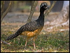 bare_faced_curassow_203186