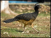 bare_faced_curassow_203196