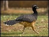 bare_faced_curassow_203203