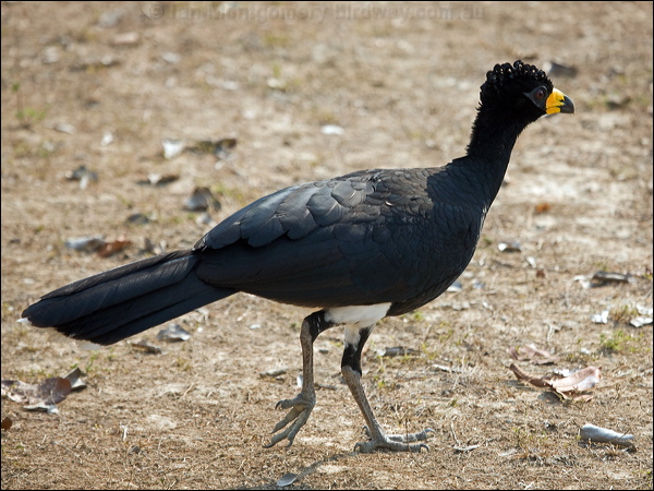 Bare-faced Curassow bare_faced_curassow_202985.psd