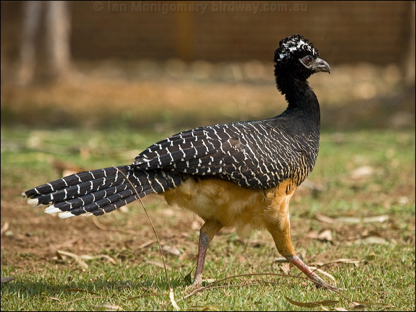Bare-faced Curassow bare_faced_curassow_203203.psd