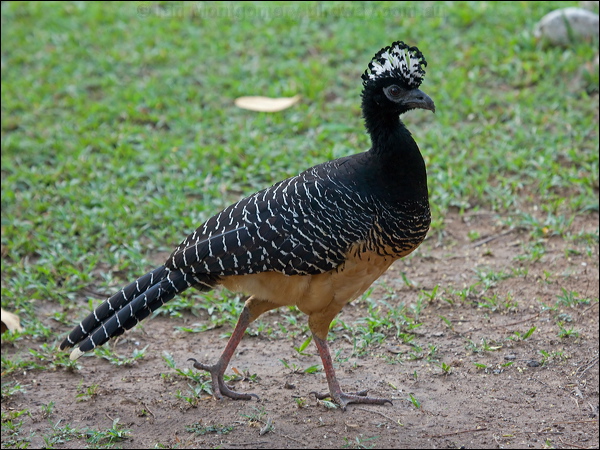 Bare-faced Curassow bare_faced_curassow_203510.psd