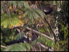 bl_thr_piping_guan_205208