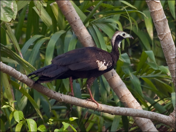 Blue-throated Piping Guan bl_thr_piping_guan_205198.psd