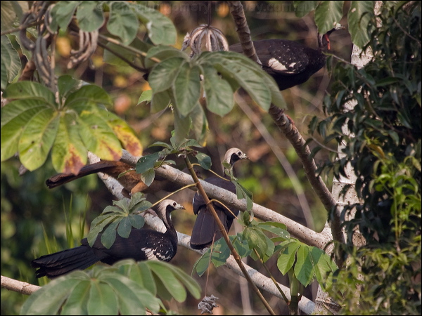 Blue-throated Piping Guan bl_thr_piping_guan_205208.psd
