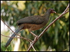 chaco_chachalaca_202194