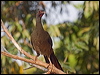 chaco_chachalaca_202197