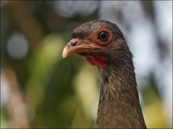 Chaco Chachalaca chaco_chachalaca_202195.psd
