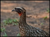 Click here to enter gallery and see photos of Chestnut-bellied Guan