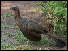 chestnut_belly_guan_202275