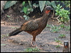 chestnut_belly_guan_202280