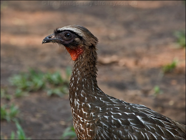 Chestnut-bellied Guan chestnut_belly_guan_202272.psd