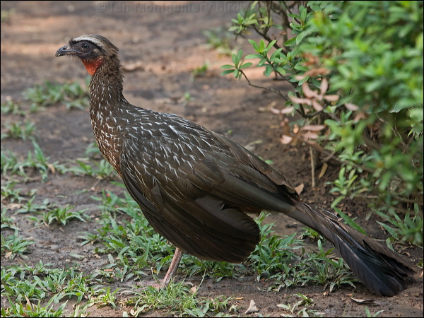 Chestnut-bellied Guan chestnut_belly_guan_202275.psd