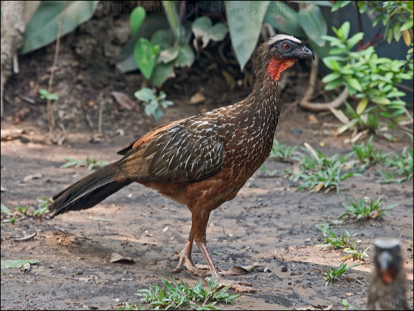 Chestnut-bellied Guan chestnut_belly_guan_202280.psd
