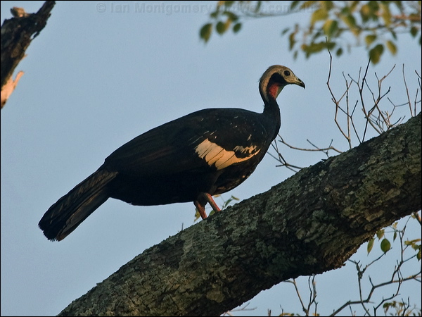 Red-throated Piping Guan red_thr_piping_guan_202755.psd