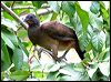 rufousventchachalaca_21206