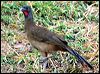 rufousventchachalaca_21213