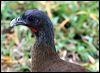 Click here to enter gallery and see photos of Rufous-vented Chachalaca