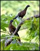 rufousventchachalaca_21562