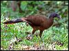 rufousventchachalaca_21655