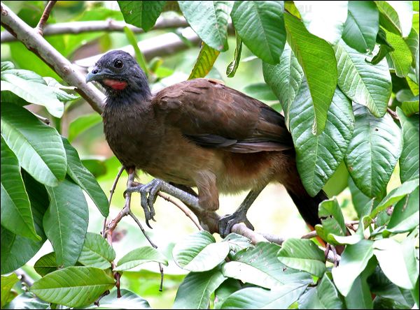 Rufous-vented Chachalaca rufousventchachalaca_21206.psd