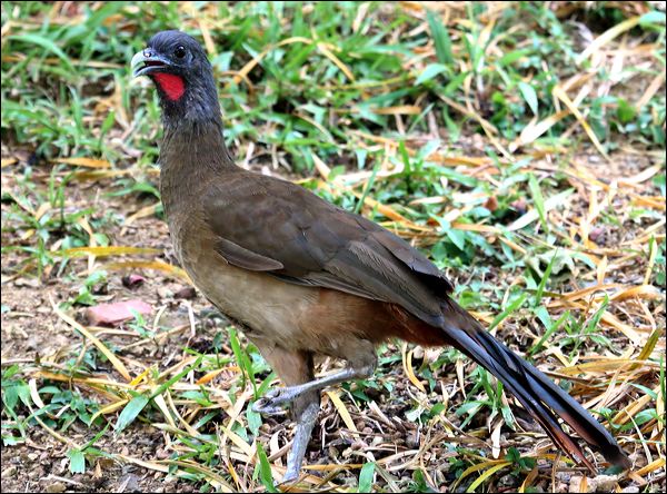 Rufous-vented Chachalaca rufousventchachalaca_21213.psd