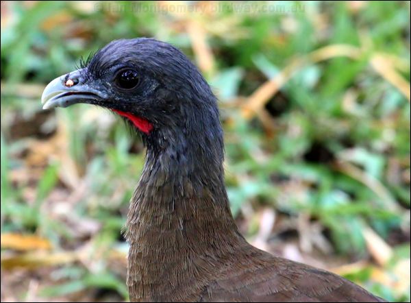 Rufous-vented Chachalaca rufousventchachalaca_21215.psd
