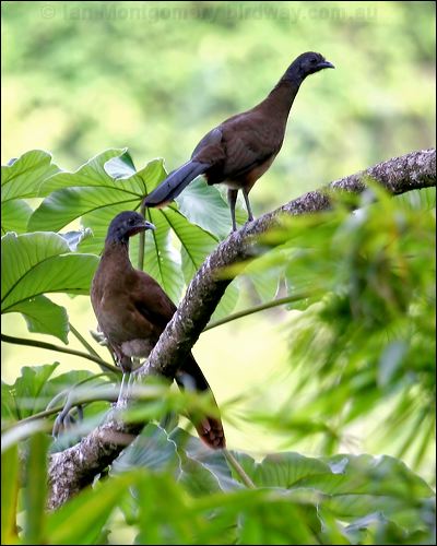Rufous-vented Chachalaca rufousventchachalaca_21562.psd