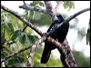 trinidad_piping_guan_23559