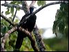 trinidad_piping_guan_23560