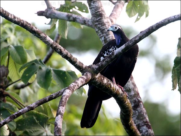 Trinidad Piping Guan trinidad_piping_guan_23559.psd