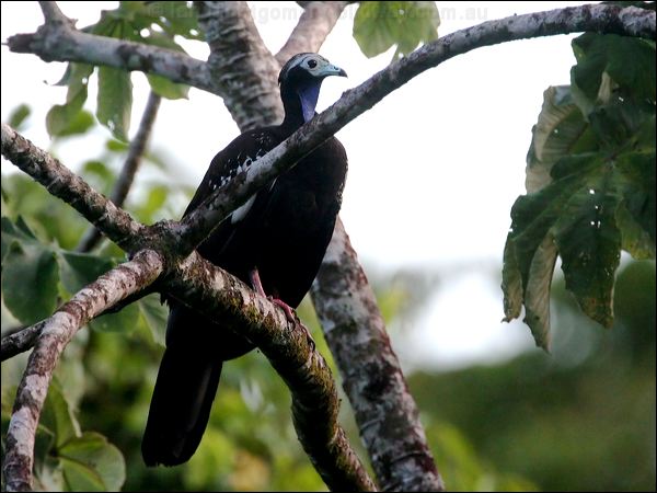 Trinidad Piping Guan trinidad_piping_guan_23560.psd