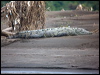 american_crocodile_112650