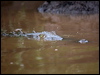 american_crocodile_112672