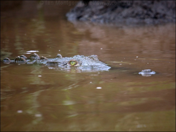 American Crocodile american_crocodile_112672.psd